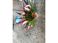 Groot lot dierenbenodigdheden (stopzetting) - afbeelding 124 van  196