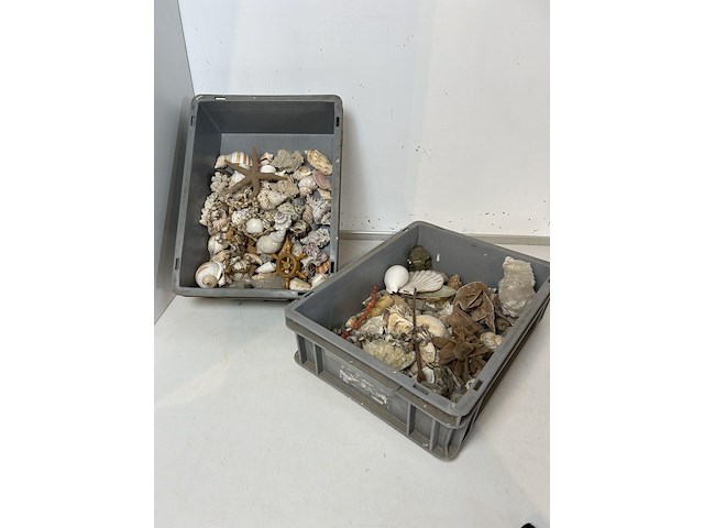 Groot lot schelpen en mineralen - afbeelding 1 van  3