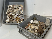 Groot lot schelpen en mineralen - afbeelding 1 van  3