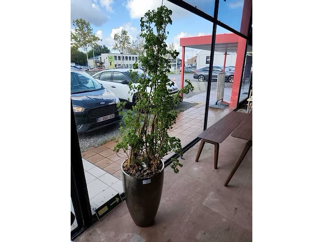 Grote kamerplant in pot - afbeelding 1 van  5