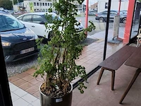 Grote kamerplant in pot