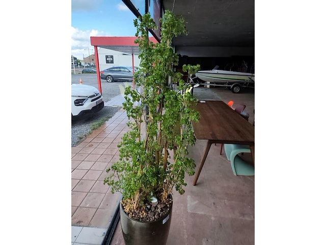 Grote kamerplant in pot - afbeelding 2 van  5