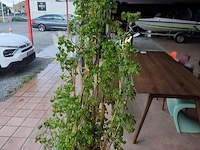 Grote kamerplant in pot - afbeelding 2 van  5