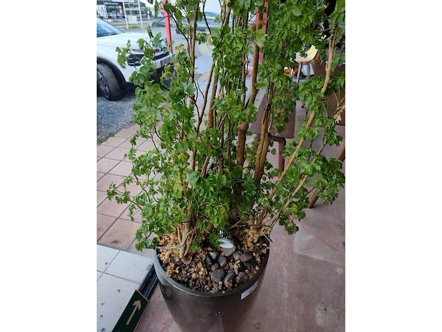 Grote kamerplant in pot - afbeelding 3 van  5