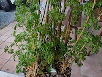 Grote kamerplant in pot - afbeelding 3 van  5