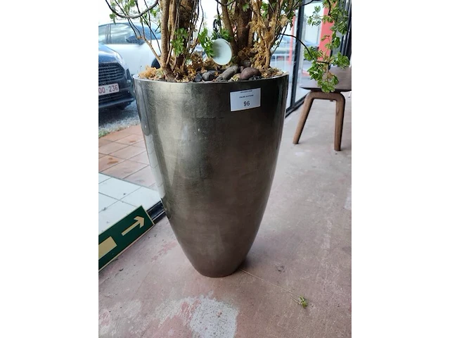 Grote kamerplant in pot - afbeelding 4 van  5