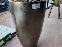 Grote kamerplant in pot - afbeelding 4 van  5