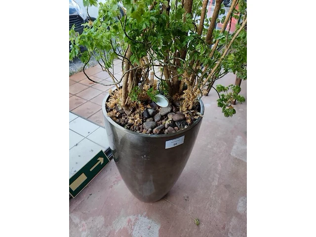 Grote kamerplant in pot - afbeelding 5 van  5