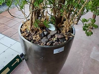 Grote kamerplant in pot - afbeelding 5 van  5