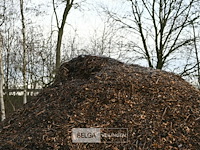 Grote partij hakselhout - afbeelding 5 van  5