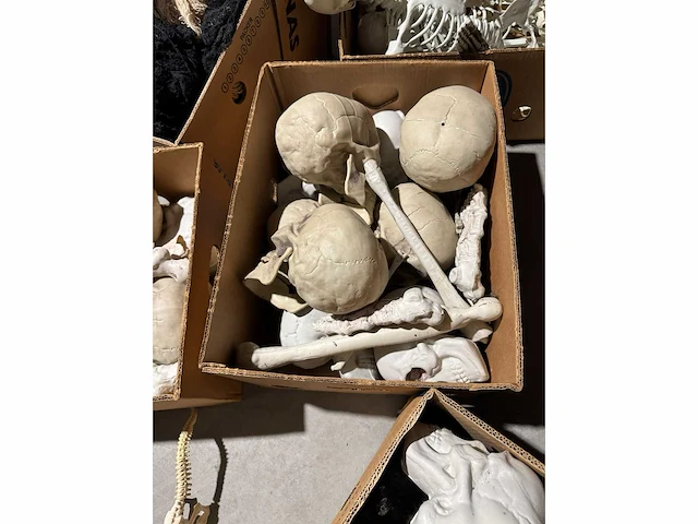 Grote partij halloween- en horrordecoratie met skeletten, maskers en accessoires - afbeelding 4 van  26