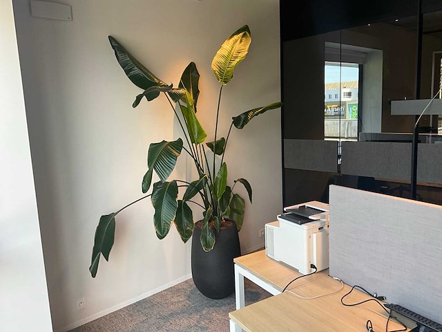 Grote plant in pot - afbeelding 1 van  4