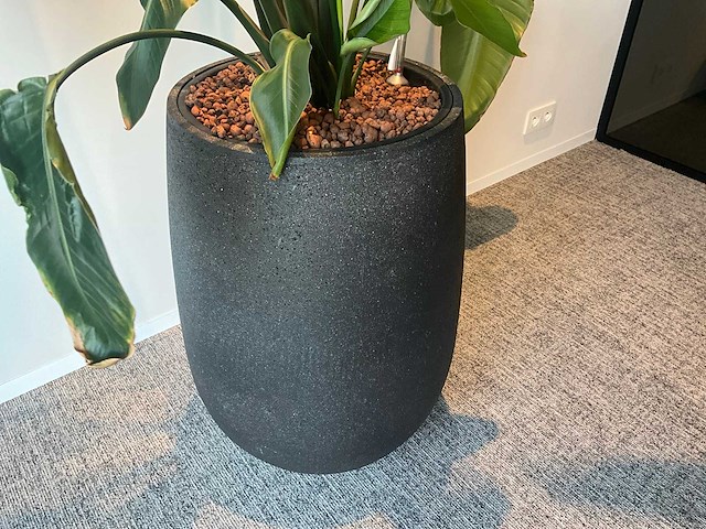 Grote plant in pot - afbeelding 2 van  4
