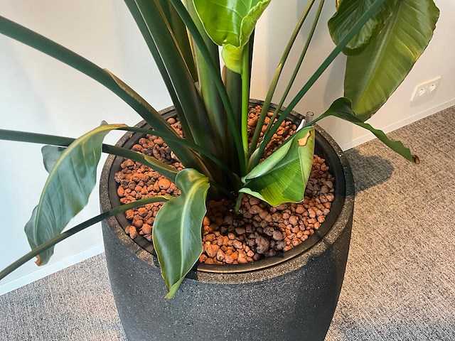 Grote plant in pot - afbeelding 3 van  4