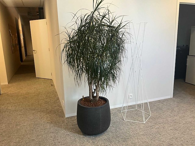 Grote plant in pot - afbeelding 1 van  4