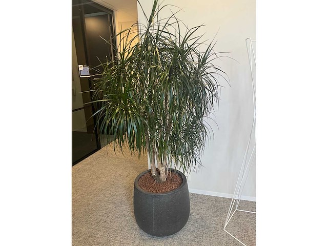 Grote plant in pot - afbeelding 3 van  4