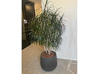 Grote plant in pot - afbeelding 3 van  4