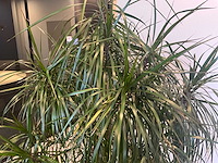 Grote plant in pot - afbeelding 4 van  4