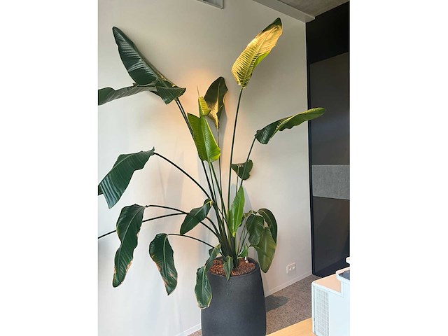 Grote plant in pot - afbeelding 4 van  4