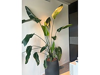 Grote plant in pot - afbeelding 4 van  4