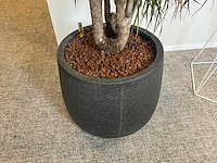 Grote plant in pot - afbeelding 3 van  4