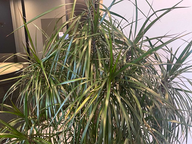 Grote plant in pot - afbeelding 1 van  1