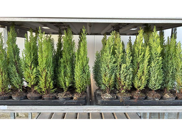 Haagdennen haag (36x) - afbeelding 1 van  3