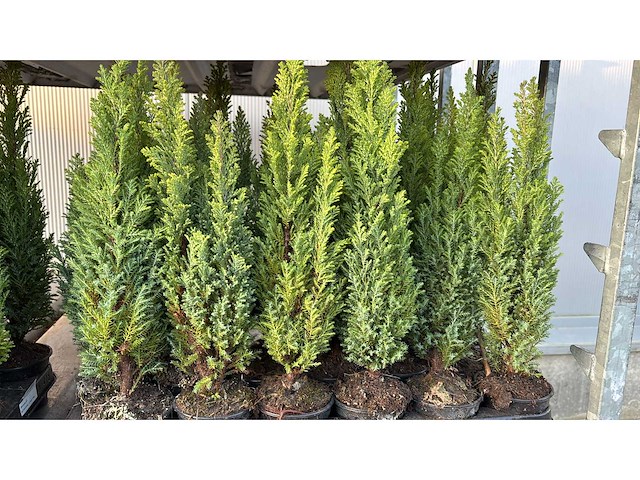 Haagdennen haag (36x) - afbeelding 2 van  3