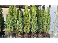 Haagdennen haag (36x) - afbeelding 2 van  3