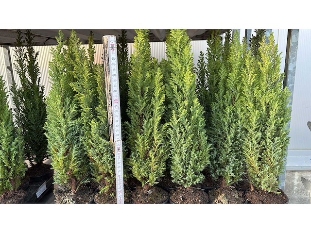 Haagdennen haag (36x) - afbeelding 3 van  3