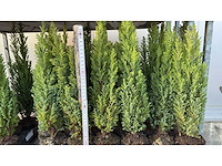 Haagdennen haag (36x) - afbeelding 3 van  3