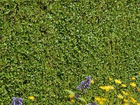 Haagplant ligustrum ovalifolium, 48 stuks - afbeelding 2 van  2