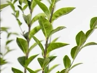 Haagplant ligustrum ovalifolium, 48 stuks