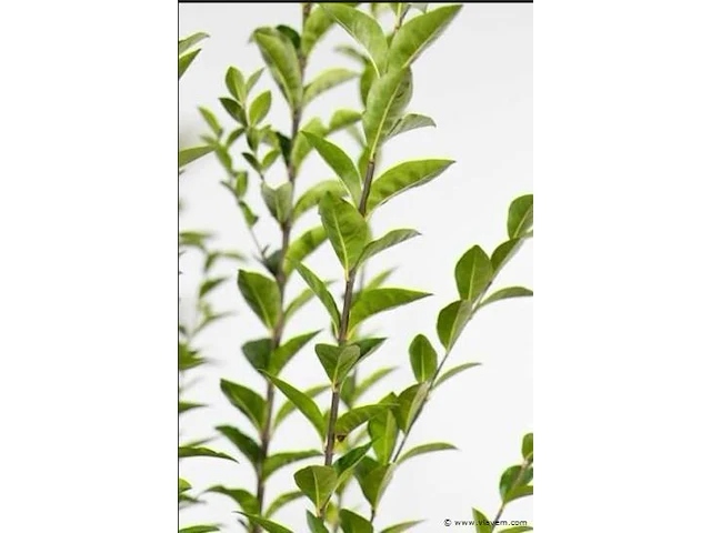 Haagplant ligustrum ovalifolium, 48 stuks - afbeelding 1 van  2