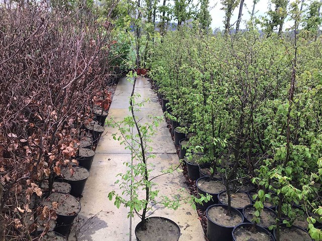 Haagplanten - groene beuk (x200) - afbeelding 1 van  2