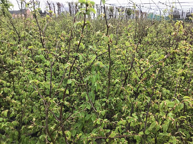 Haagplanten - groene beuk (x200) - afbeelding 1 van  2