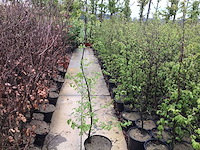 Haagplanten - groene beuk (x200) - afbeelding 1 van  1