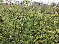 Haagplanten - groene beuk (x200) - afbeelding 2 van  2