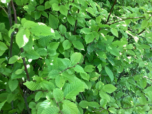 Haagplanten - haagbeuk (x100) - afbeelding 3 van  3