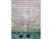 Haagplanten - haagbeuk (x100) - afbeelding 2 van  3