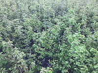 Haagplanten - haagbeuk (x100) - afbeelding 1 van  1
