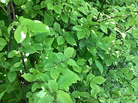 Haagplanten - haagbeuk (x100) - afbeelding 2 van  2
