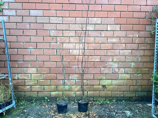 Haagplanten - haagbeuk (x50) - afbeelding 1 van  2