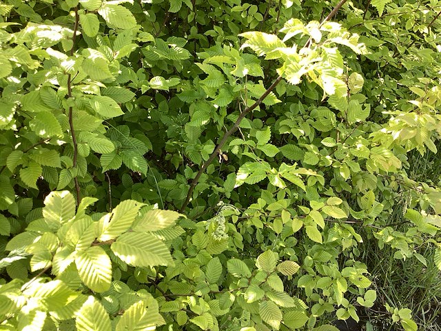 Haagplanten - haagbeuk (x50) - afbeelding 2 van  2