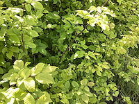 Haagplanten - haagbeuk (x50) - afbeelding 2 van  2