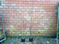 Haagplanten - haagbeuk (x50) - afbeelding 1 van  2