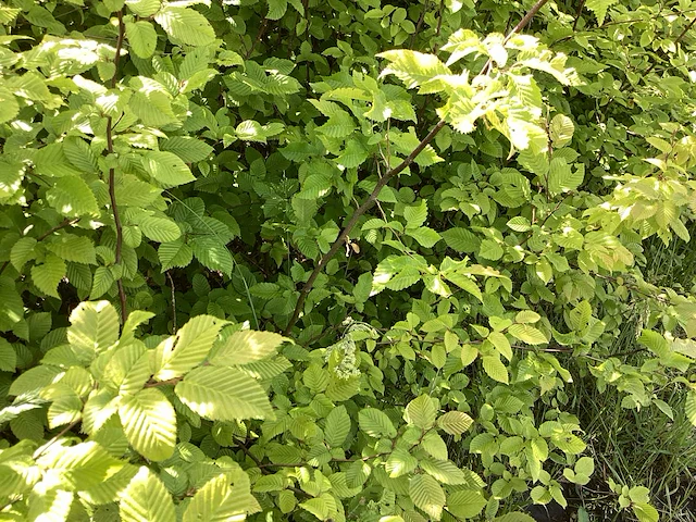 Haagplanten - haagbeuk (x50) - afbeelding 2 van  2