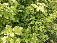 Haagplanten - haagbeuk (x50) - afbeelding 2 van  2