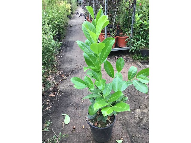 Haagplanten - laurier (x100) - afbeelding 1 van  1