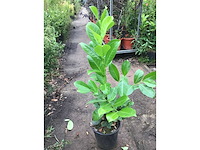 Haagplanten - laurier (x100) - afbeelding 1 van  1